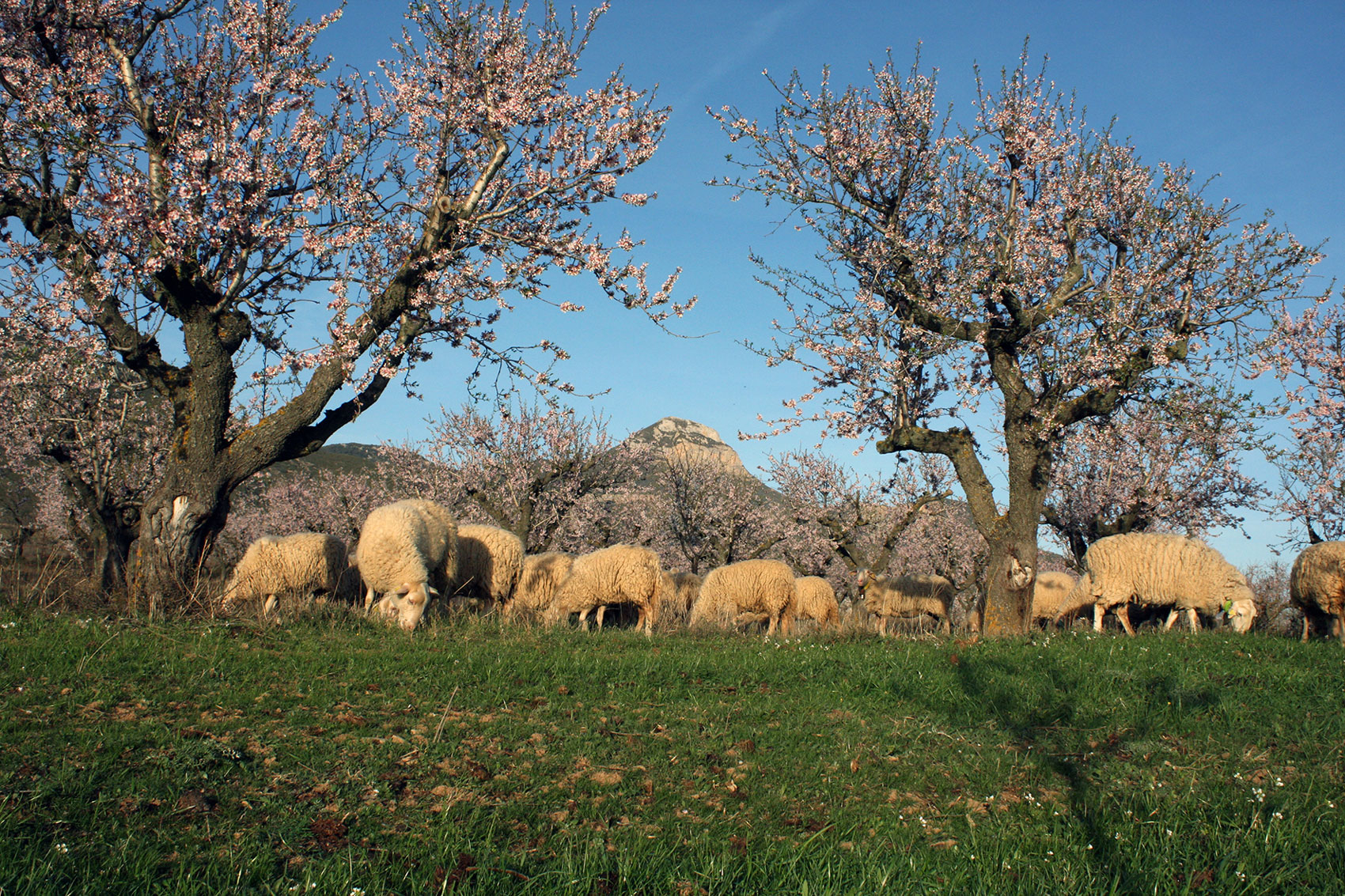 Ganadería Almendras maduras