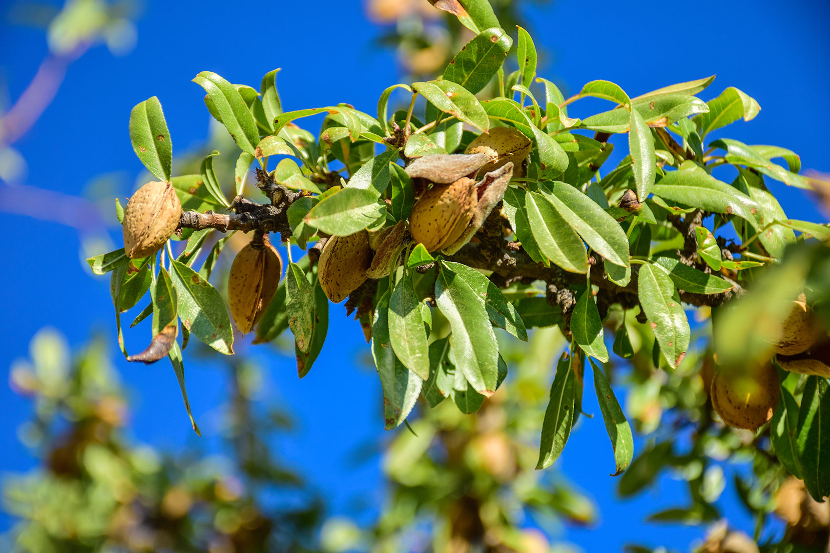 Almendras maduras Almendras maduras