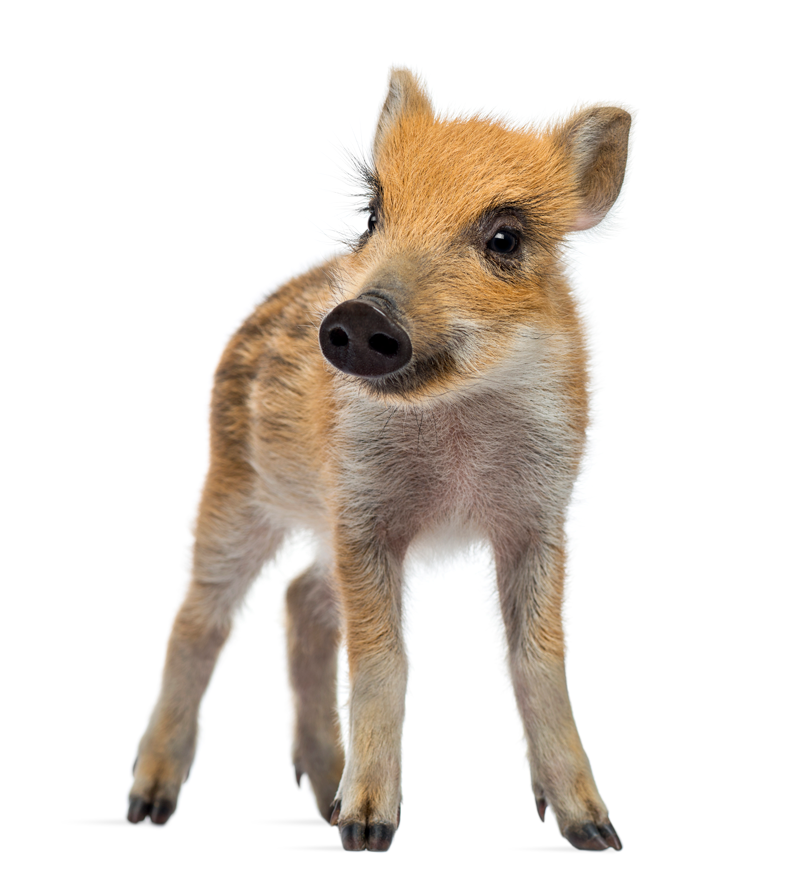 Jabali